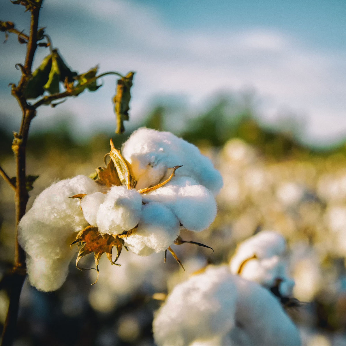 A close-up shot of a fluffy white organic cotton boll on a plant in a field under a bright sky.